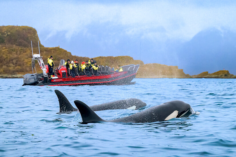 Zwei Orcas schauen aus dem Meer entlang der Küste Norwegens hervor. Im Hintergrund ist ein rotes Boot mit Beobachtern zu sehen. Vesteralen Norwegen Walbeobachtungen