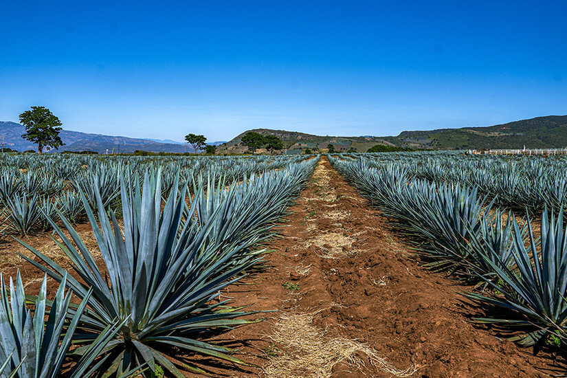 Guadalajara Mexiko Agavenlandschaft