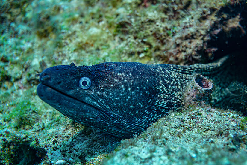 Sifnos Griechenland Tauchen