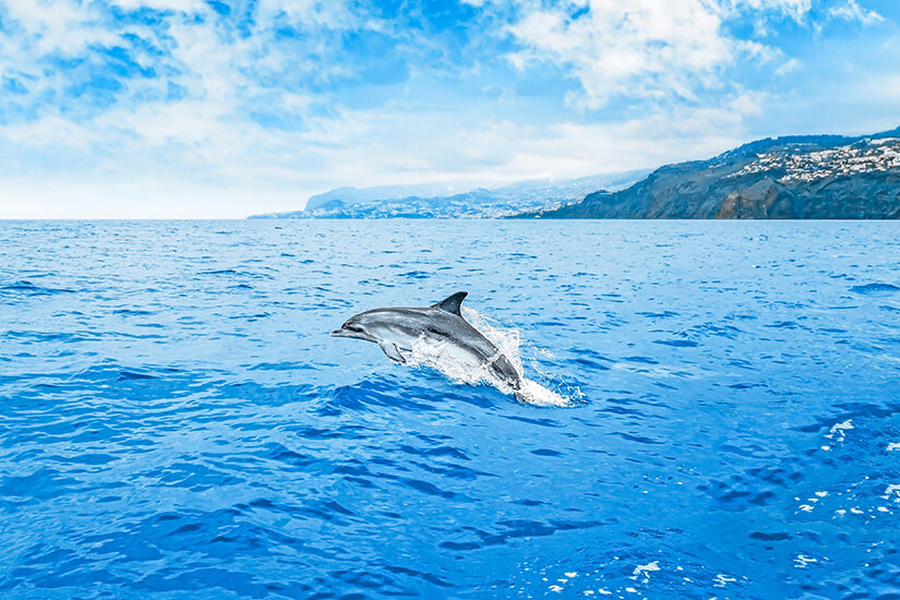 Calheta Madeira Delfin