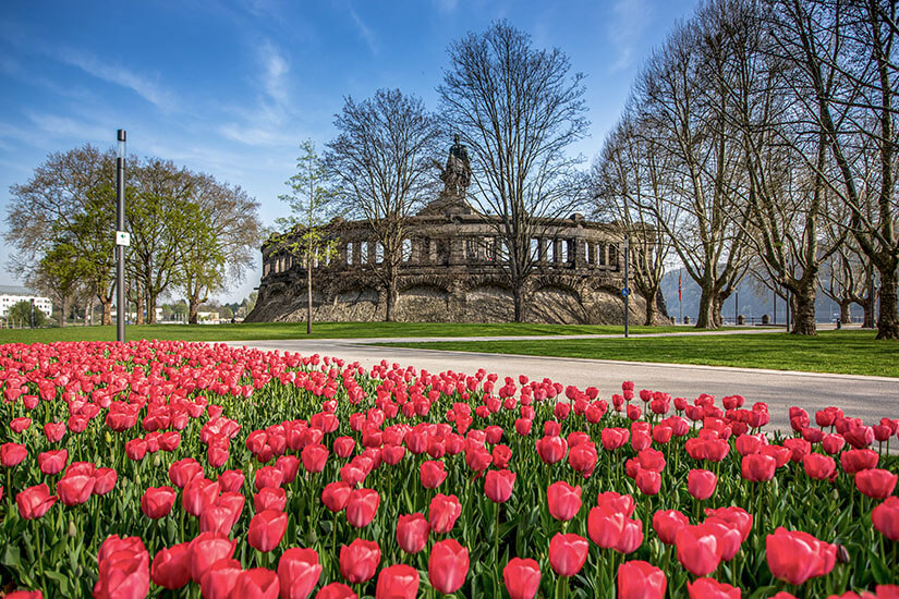 Ein großes Blumenbeet mit vielen roten Tulpen füllt den Vordergrund. Dahinter stehen kahle Bäume und ein rundes, steinernes Bauwerk mit einer Statue oben. Der Himmel ist blau. Koblenz Fruehling