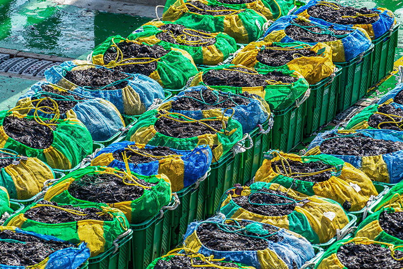Viele grüne Kisten sind dicht nebeneinander gestapelt und mit bunten Netzen oder Säcken abgedeckt. In den Öffnungen sieht man dunkle, feuchte Meeresalgen. Souvenirs Korea Gim