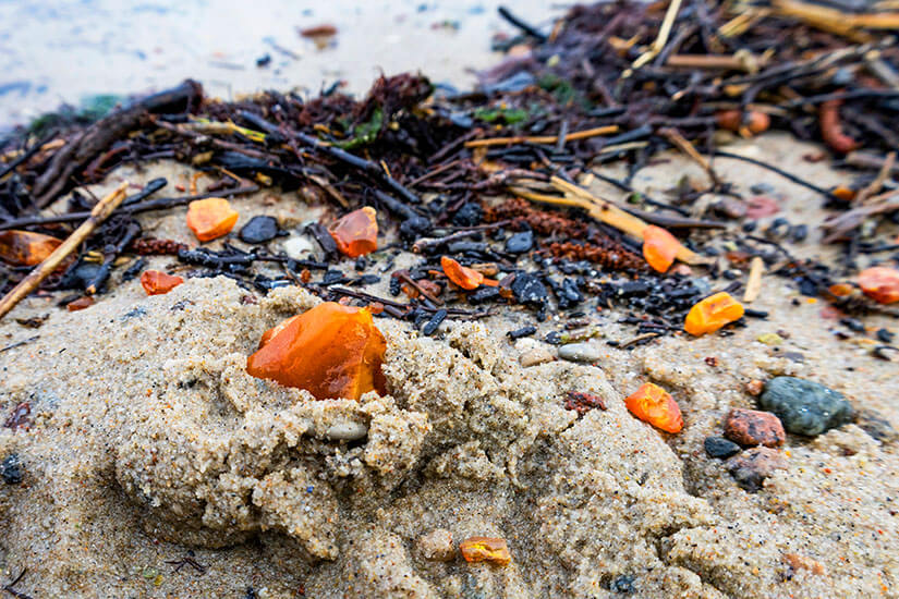 Bernstein am Strand zwischen kleinen Steinen und angespültem Tang. Die Stücke leuchten in warme Orangetöne. Polen Ostsee Bernstein