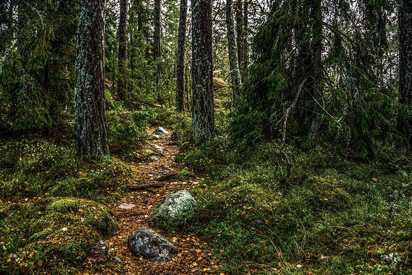 Ein schmaler Waldpfad schlängelt sich über moosbewachsene Steine und herbstlich gefärbtes Laub durch einen stillen, nordischen Nadelwald, in dem Fichten und Kiefern dicht beieinanderstehen. Schweden Schaeren Grinda