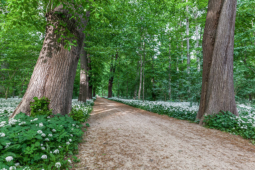 Ein breiter, heller Spazierweg führt durch einen dichten, grünen Wald. Hohe, alte Bäume säumen den Weg, am Boden wachsen zahlreiche weiße Blüten. Quedlinburg Bruehlpark