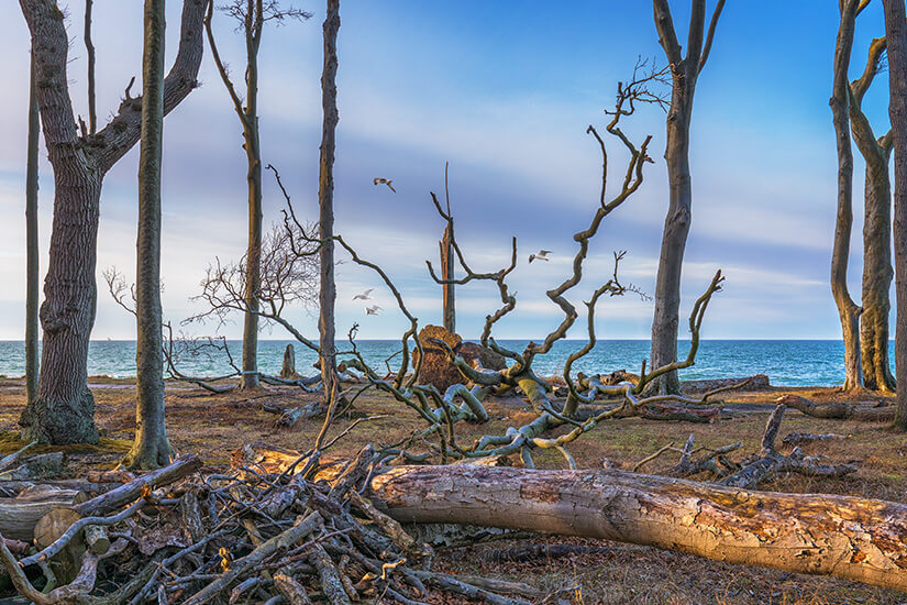 Bizarr geformte, kahle Buchenstämme im Gespensterwald Nienhagen direkt an der Ostseeküste bei Tageslicht mit Blick auf das blaue Meer. Geheimtipps Ostsee Gespensterwald