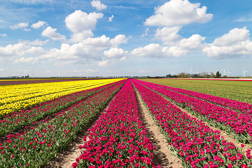 Weitläufige Tulpenfelder erstrecken sich in geraden, farbigen Reihen bis zum Horizont, vor allem in kräftigem Pink und leuchtendem Gelb. Über der flachen Landschaft stehen mehrere Windräder unter einem blauen Himmel mit weißen Wolken. Flevoland Tulpenbluete