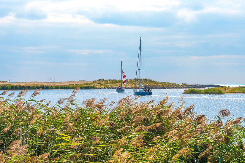 Im Vordergrund wiegt sich hohes Schilf am Ufer eines Sees im Wind. Auf dem Wasser segeln zwei Boote, eines mit rot-weiß gestreiftem Segel, vor einer flachen, grünen Landzunge. Darüber spannt sich ein weiter Himmel mit vereinzelten Wolken. Holland Ijsselmeer