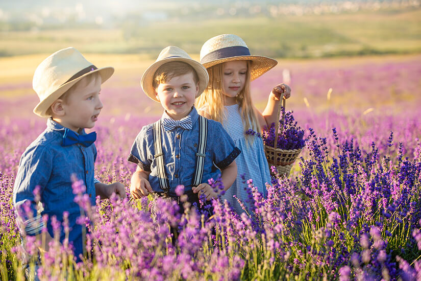 Kinder mit Strohhüten stehen zwischen blühenden Lavendelpflanzen auf einem weiten Feld. Einer der Kleinen hält einen kleinen Korb mit frisch gepflückten Blüten. Packliste Frankreich Kinder