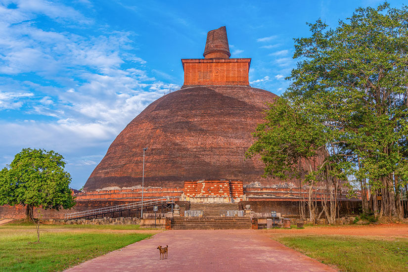 Die massive, rötliche Backstein-Stupa Jetavanaramaya in Anuradhapura unter blauem Himmel mit einem Hund im Vordergrund. Anuradhapura Sri Lanka Jetavanaramaya