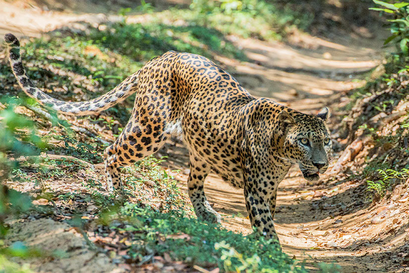 Ein gefleckter Leopard schleicht auf einem sandigen Pfad durch das grüne Gebüsch des Wilpattu-Nationalparks. Anuradhapura Sri Lanka Wilpattu Leopard