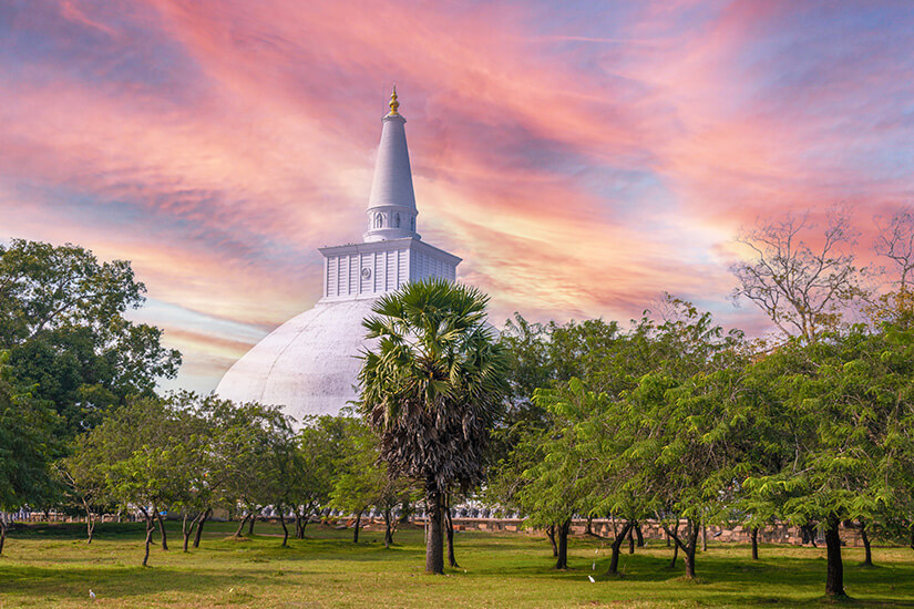 Die weiße, kuppelförmige Ruwanwelisaya-Stupa ragt hinter grünen Bäumen in einen dramatisch rosa und orange leuchtenden Abendhimmel. Anuradhapura Sri Lanka Ruwanwelisaya