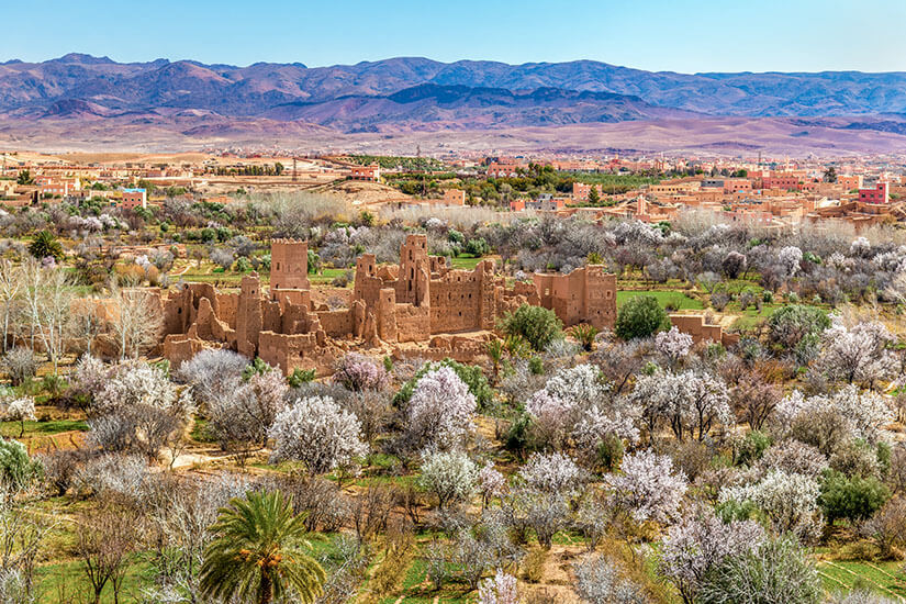 Inmitten eines grünen Tals mit blühenden Bäumen stehen die Ruinen einer alten, aus Lehm erbauten Festungsanlage. Dahinter breitet sich eine Stadt mit flachen, sandfarbenen Häusern aus. Am Horizont ziehen sich karge, violett schimmernde Berge unter einem klaren Himmel entlang. Marokko Tal der Rosen
