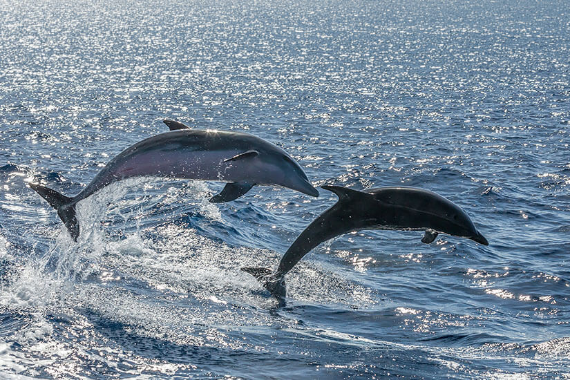 Zwei Delfine springen aus dem Wasser. Puerto de Santiago Spanien Delfine