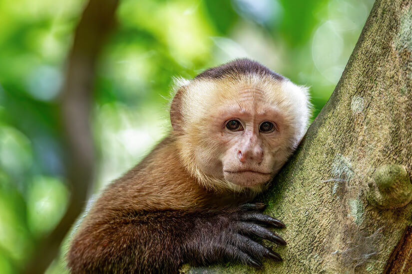 Ein kleiner Kapuzineraffe mit hellem Gesicht klammert sich an einen dicken Baumstamm im grünen Blätterdach. Tayrona Nationalpark Kapuzineraffe