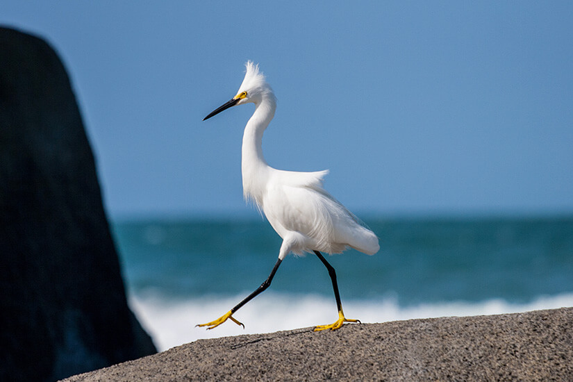 Ein eleganter weißer Schneereiher mit gelben Füßen schreitet über einen grauen Felsen vor dem blauen Ozean. Tayrona Nationalpark Schneereiher