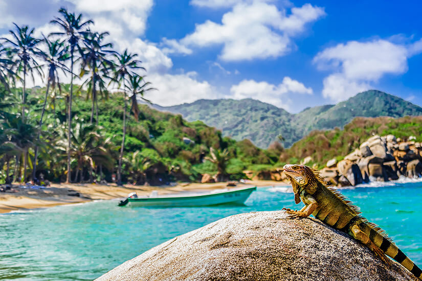 Ein großer grüner Leguan ruht auf einem grauen Felsen am Strand, während im Hintergrund das türkisfarbene Meer und Palmen zu sehen sind. Tayrona Nationalpark Leguan