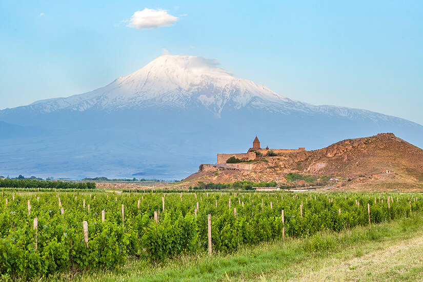 Im Vordergrund erstrecken sich grüne Weinreben in ordentlichen Reihen über eine Ebene. Auf einem Hügel steht ein kleines Kloster oder eine Kirche aus Stein, dahinter erhebt sich ein mächtiger, schneebedeckter Berg. Armenien Wein