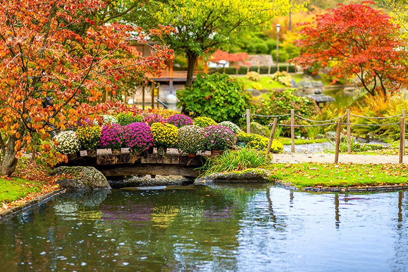 Leuchtende Chrysanthemen in Pink, Gelb und Weiß schmücken eine kleine Steinbrücke über einem stillen Teich, umgeben von Ahornbäumen in flammendem Herbstlaub von Rot bis Gold. Hasselt Japanischer Garten