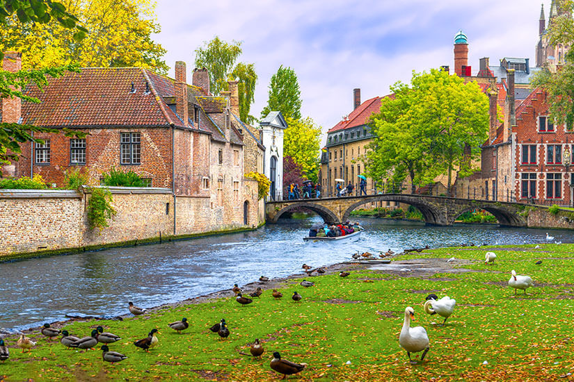 Schwäne und Enten tummeln sich auf einer herbstlichen Wiese am Ufer eines idyllischen Kanals, während ein Ausflugsboot unter einer steinernen Bogenbrücke hindurchgeleitet und historische Backsteingebäude das Wasser säumen. Staedte Belgien Bruegge