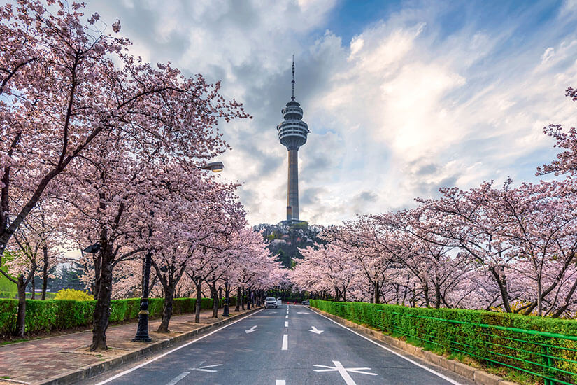 Eine breite Allee gesäumt von Kirschbäumen in voller Blüte führt direkt auf den 83 Tower zu, der markant in den bewölkten Himmel ragt. Die rosafarbenen Blüten bilden ein dichtes Dach über der Straße. Das Bild fängt die besondere Stimmung des Frühlings in Daegu ein. Daegu Südkorea Kirschblüte
