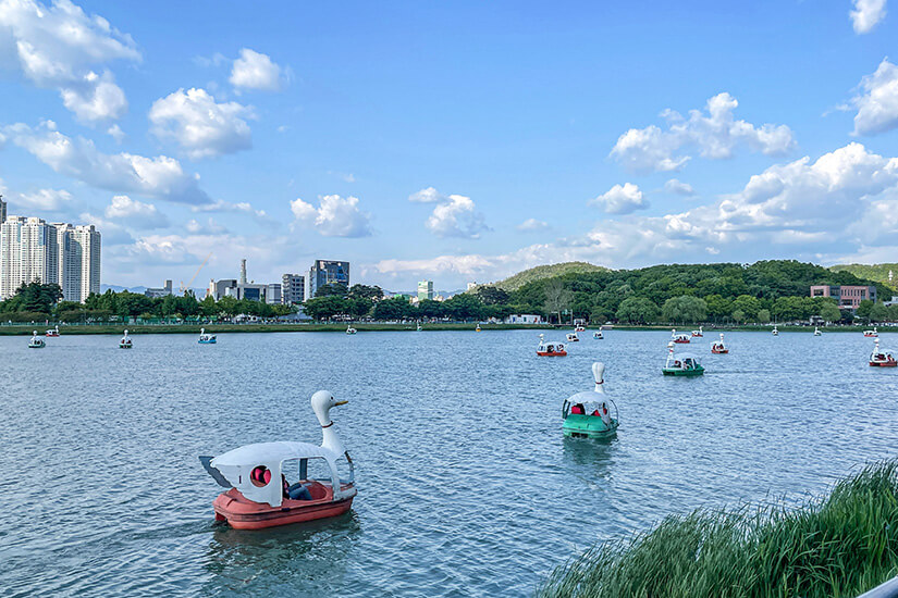 Schwanenförmige Tretboote gleiten über den Suseongmot Lake, im Hintergrund zeichnet sich die Skyline von Daegu unter einem Sommerhimmel mit Quellwolken ab. Das Ufer ist grün bewachsen, auf dem Wasser herrscht entspanntes Treiben. Ein typischer Wochenendmoment für Einheimische und Besucher. Daegu Südkorea See