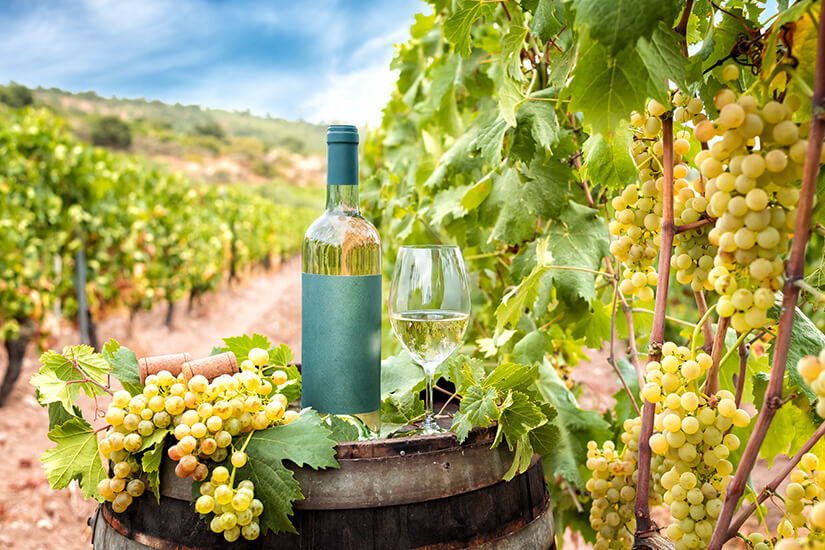Inmitten eines Weinbergs steht auf einem Holzfass eine Flasche Weißwein neben einem gefüllten Weinglas. Reife, helle Weintrauben hängen an den Reben und liegen zusätzlich dekorativ auf dem Fass. Die Reihen der Rebstöcke ziehen sich bis zum Hintergrund durch die hügelige Landschaft. Sardinien Wein
