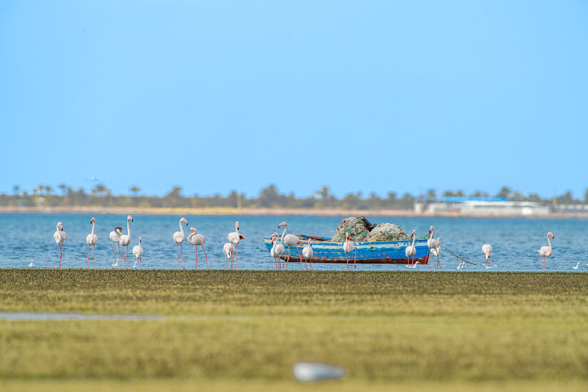 Eine Gruppe von rosa Flamingos steht im seichten Wasser vor einem kleinen blauen Fischerboot an der Küste von Ras Rmel bei klarem Himmel. Houmt Souk Tunesien Flamingos