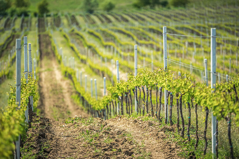 Mehrere grüne Rebenreihen sind zu sehen. Sighisoara Rumaenien Wein