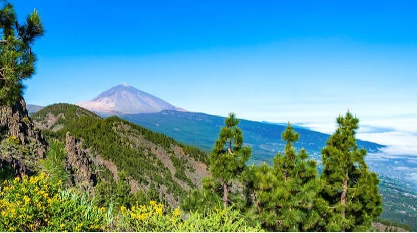 Grüne Vegetation im Teide Nationalpark, mit dem Berg im Hintergrund. Reiseziele Maerz Teneriffa Teide