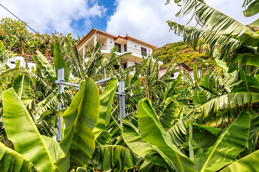 Dichte Bananenpflanzen mit großen grünen Blättern wachsen auf einer terrassierten Plantage. Dahinter steht ein helles Haus mit Balkon an einem Hang. Madeira Bananen