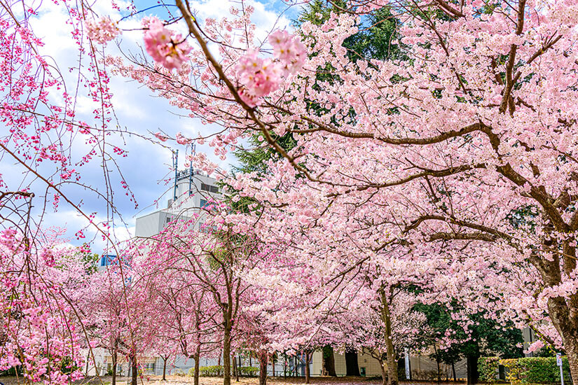 Ein Meer aus zartrosa Kirschblüten taucht den Park in ein unwirklich schönes Licht. Die voll erblühten Bäume bilden ein dichtes Blütendach, das zum Verweilen einlädt. Die Kirschblüte in Sendai gehört zu den schönsten Hanami-Erlebnissen im Norden Japans. Sendai Japan Kirschblueten