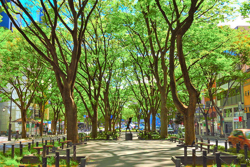 Die berühmte Jōzenji-dōri ist eine prachtvolle Baumallee mitten in Sendai, deren Zelkoven ein dichtes, grünes Blätterdach bilden. Die Allee gilt als Wahrzeichen der „Stadt der Bäume" und lädt zum Flanieren ein. Im Sommer verwandelt sich der Boulevard in einen leuchtend grünen Tunnel. Sendai Japan Allee