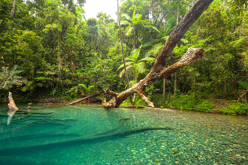 Ein türkisfarbener Fluss schlängelt sich durch dichten tropischen Regenwald – typisch für die Nationalparks an Australiens Ostküste. Das kristallklare Wasser gibt den Blick auf den steinigen Grund frei, während ein umgestürzter Baumstamm die unberührte Wildnis unterstreicht. Solche Szenen findet man etwa im Daintree Nationalpark, einem der schönsten Nationalparks Australiens. Nationalparks Australien Daintree National Park