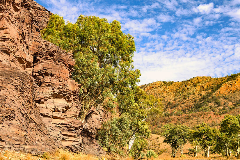 Markante rote Sandsteinfelsen und widerstandsfähige Eukalyptusbäume prägen diese typisch australische Outback-Landschaft. Die geschichteten Gesteinsformationen erzählen von Millionen Jahren Erdgeschichte in einem der beeindruckenden Naturschutzgebiete Australiens. Solche Landschaften findet man in den Nationalparks der Flinders Ranges in Südaustralien. Nationalparks Australien Flinders Ranges National Park