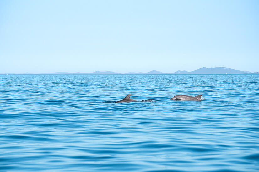 Zwei Delfine tauchen aus dem ruhigen Meer auf und durchbrechen die Wasseroberfläche. Im Hintergrund sind entfernte Inseln oder Berge am Horizont zu erkennen. Losinj Delfine