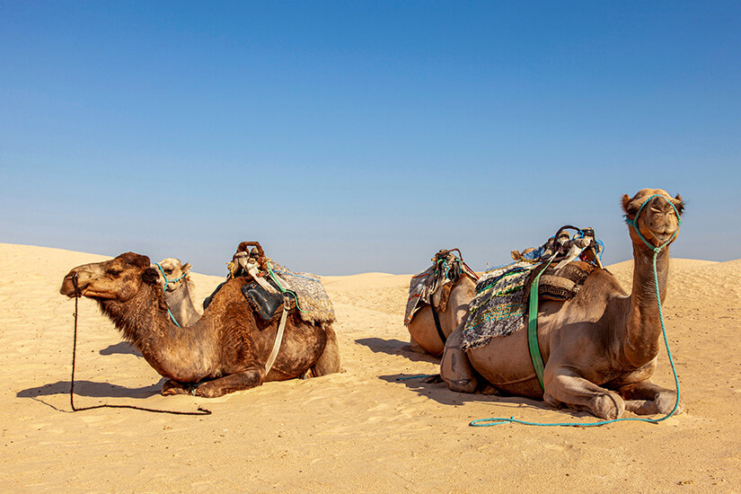 Mehrere Kamele ruhen im Sand einer weiten Wüstenlandschaft unter klarem Himmel. Sie tragen Sättel und Decken, die auf Reittouren hindeuten. Die Tiere sind mit Seilen geführt und liegen entspannt nebeneinander. Tunesien Kamelreiten