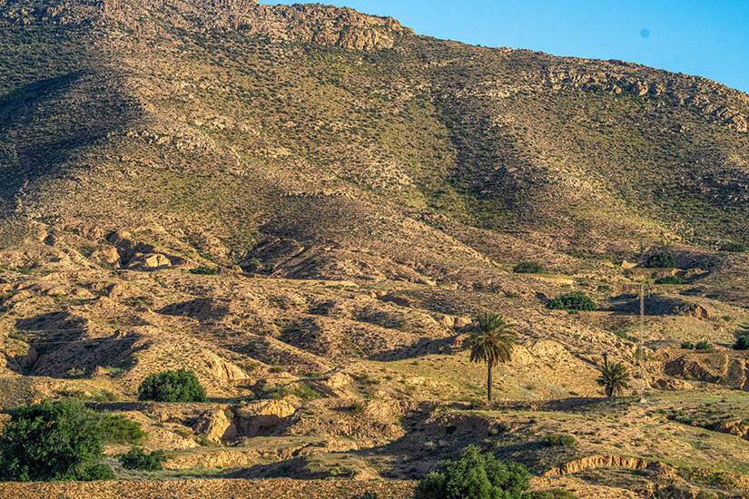 Eine trockene, hügelige Landschaft mit steinigem Boden und spärlicher Vegetation breitet sich aus. Vereinzelte Palmen und kleine grüne Büsche setzen Kontraste in der kargen Umgebung. Die sanften Hügel ziehen sich bis zum Horizont unter einem klaren Himmel. Tunesien Dahar