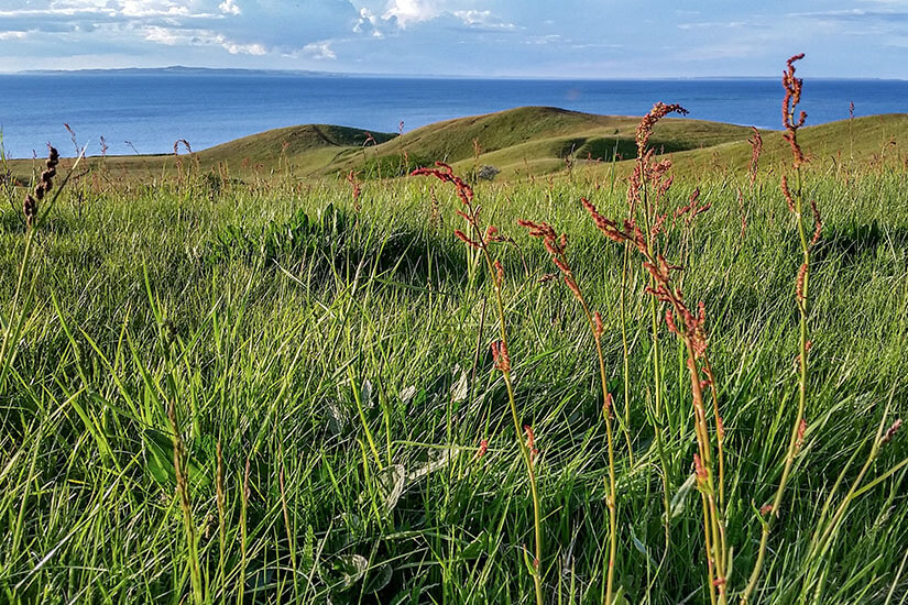 Nahaufnahme von rötlich blühendem Sauerampfer und hohen grünen Gräsern, die sich im Wind wiegen. Im Hintergrund erstrecken sich die sanften, grünen Hügel von Issehoved auf Samsö bis hin zum tiefblauen Meer unter einem bewölkten Himmel. Samsoe Daenemark Issehoved