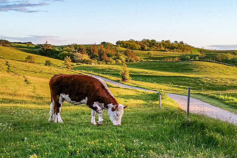 Eine sanfte Hügellandschaft in den Nordby Bakker auf Samsö bei tiefstehender Sonne. Eine braun-weiß gefleckte Kuh grast auf einer grünen Wiese im Vordergrund, während sich ein heller Wanderweg durch die hügelige Natur windet. Samsoe Daenemark Nordby Bakker