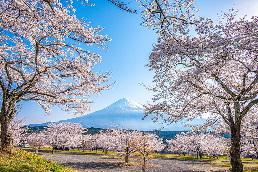 Blühende Kirschbäume mit zarten rosa und weißen Blüten rahmen eine weite Landschaft ein. In der Ferne erhebt sich ein schneebedeckter, kegelförmiger Berg unter klarem Himmel. Shizuoka Kirschblüte