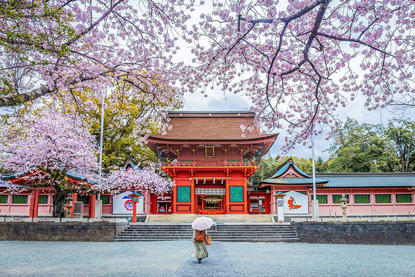 Ein traditioneller Schrein mit roten Toren und kunstvoller Architektur steht am Ende einer breiten Treppe. Blühende Kirschbäume rahmen die Szene und bilden ein zartes Blütendach. Eine Person mit Regenschirm geht auf den Eingang zu. Shizuoka Sengen Schrein