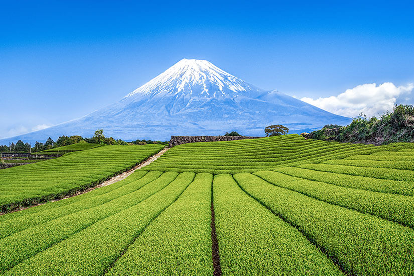 Saftig grüne, in Reihen angelegte Felder erstrecken sich über sanfte Hügel im Vordergrund. Dahinter ragt ein imposanter, schneebedeckter Vulkan unter klarem Himmel auf. Shizuoka Tee