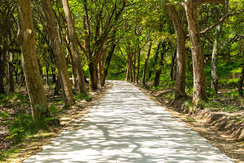 Ein gerader Weg führt durch einen dichten, grünen Wald. Hohe Bäume säumen beide Seiten und werfen ein Muster aus Licht und Schatten auf den Boden. Mafra Wandern