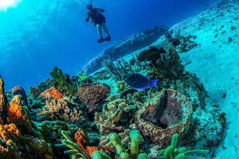 Ein Taucher schwebt im tiefblauen, klaren Wasser über einem Korallenriff mit verschiedenen bunten Korallen, Schwämmen und tropischen Fischen auf Cozumel. Cozumel Mexiko Tauchen