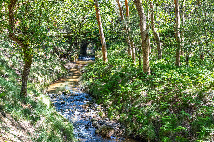 Ein schmaler Bach fließt durch einen dichten, grünen Wald mit Farnen und hohen Bäumen. Im Hintergrund überspannt eine kleine steinerne Brücke den Wasserlauf. Sonnenlicht fällt durch die Blätter. Mafra Tapada Nacional de Mafra