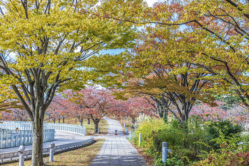 Ein gepflasterter Weg führt durch den Hakusan-Park in Niigata, gesäumt von Bäumen mit gelben und rötlichen Blättern unter einem strahlend blauen Himmel an einem sonnigen Tag. Niigata Japan Hakusan Park
