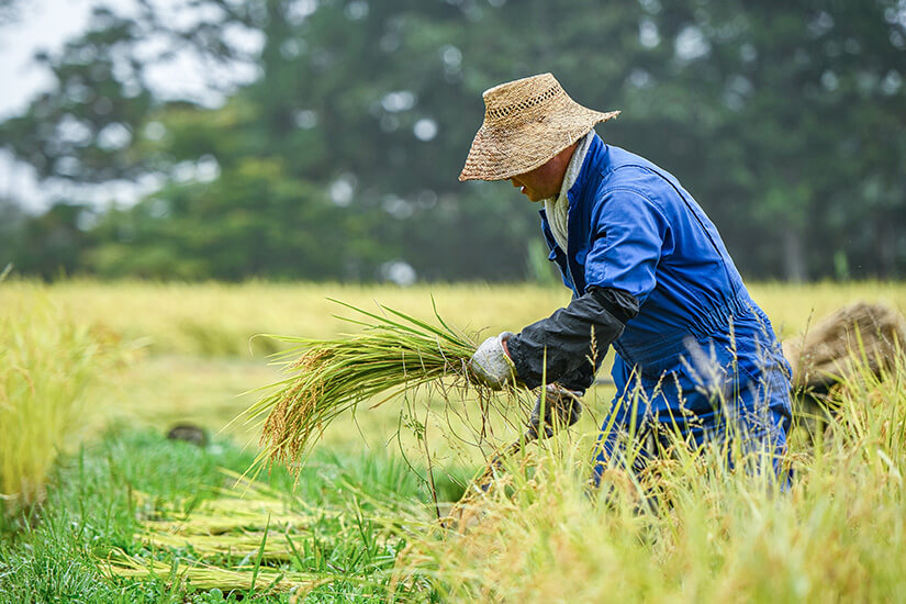 Ein Landwirt in einem blauen Arbeitsanzug und traditionellem Strohhut arbeitet auf einem Feld in Niigata und hält ein frisch geerntetes Bündel goldener Reispflanzen in den Händen. Niigata Japan Reisfeld