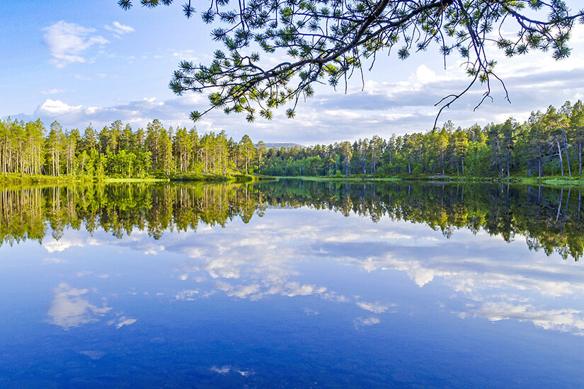 Das ruhige, spiegelglatte Wasser eines Sees im Lemmenjoki-Nationalpark reflektiert perfekt den dichten, grünen Nadelwald am Ufer und den blauen Himmel mit weißen Wolken, eingerahmt von Nadelbaumzweigen im Vordergrund. Nationalparks Finnland Lemmenjoki