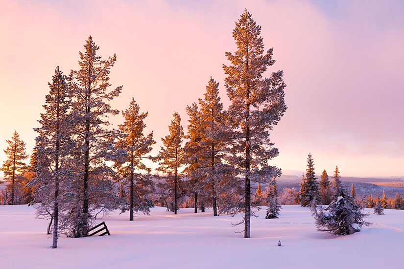 Verschneite Nadelbäume in einer weiten, weißen Winterlandschaft werden vom rosa und goldfarbenen Licht der tiefstehenden Sonne angestrahlt, während im Hintergrund sanfte Hügel unter einem pastellfarbenen Himmel liegen. Finnland Pallas Yllaestunturi Nationalparks Finnland Pallas Yllaestunturi